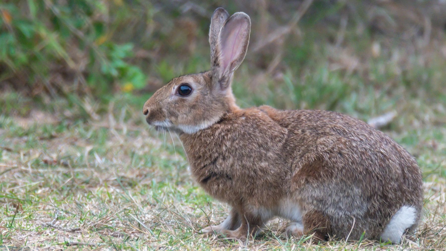 Ratón utilizado en estudios científicos sobre reproducción con múltiples padres y supervivencia de la especie.