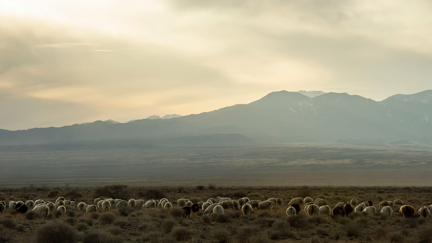 Proyecto ovejas bomberas en Guadalajara con ganado limpiando monte público
