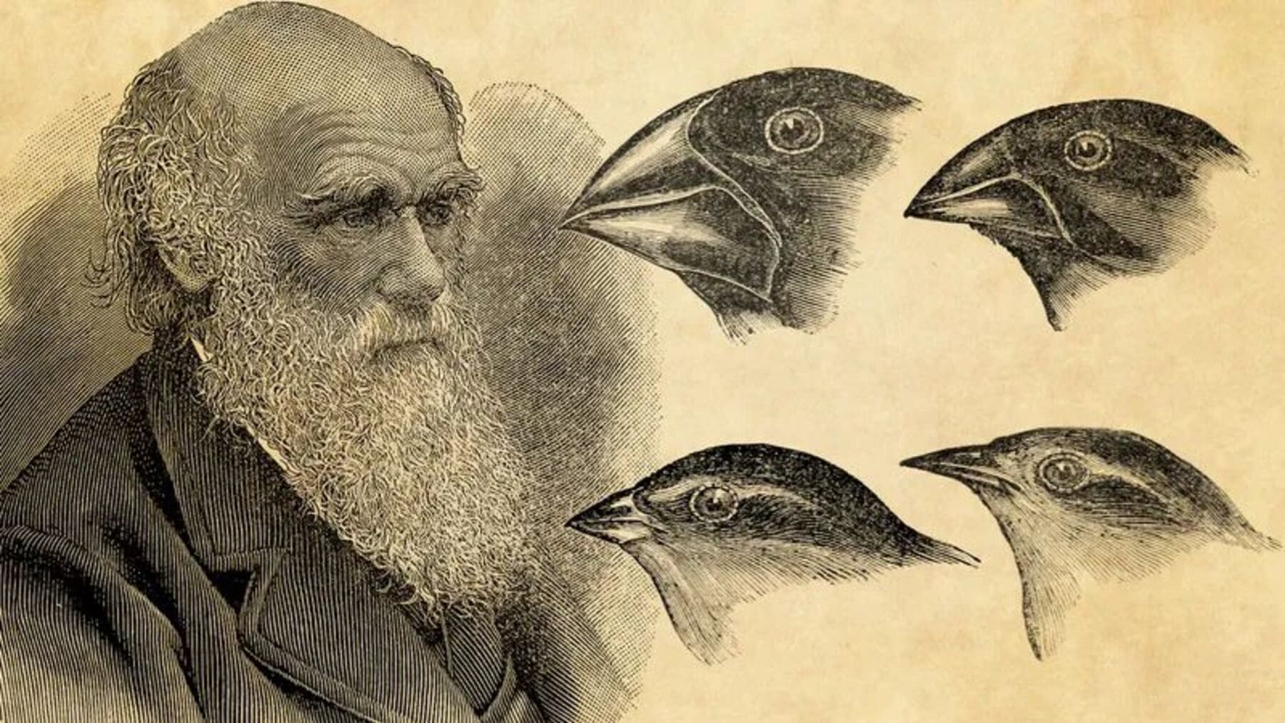 Ilustración de Charles Darwin junto a especies que inspiraron su teoría