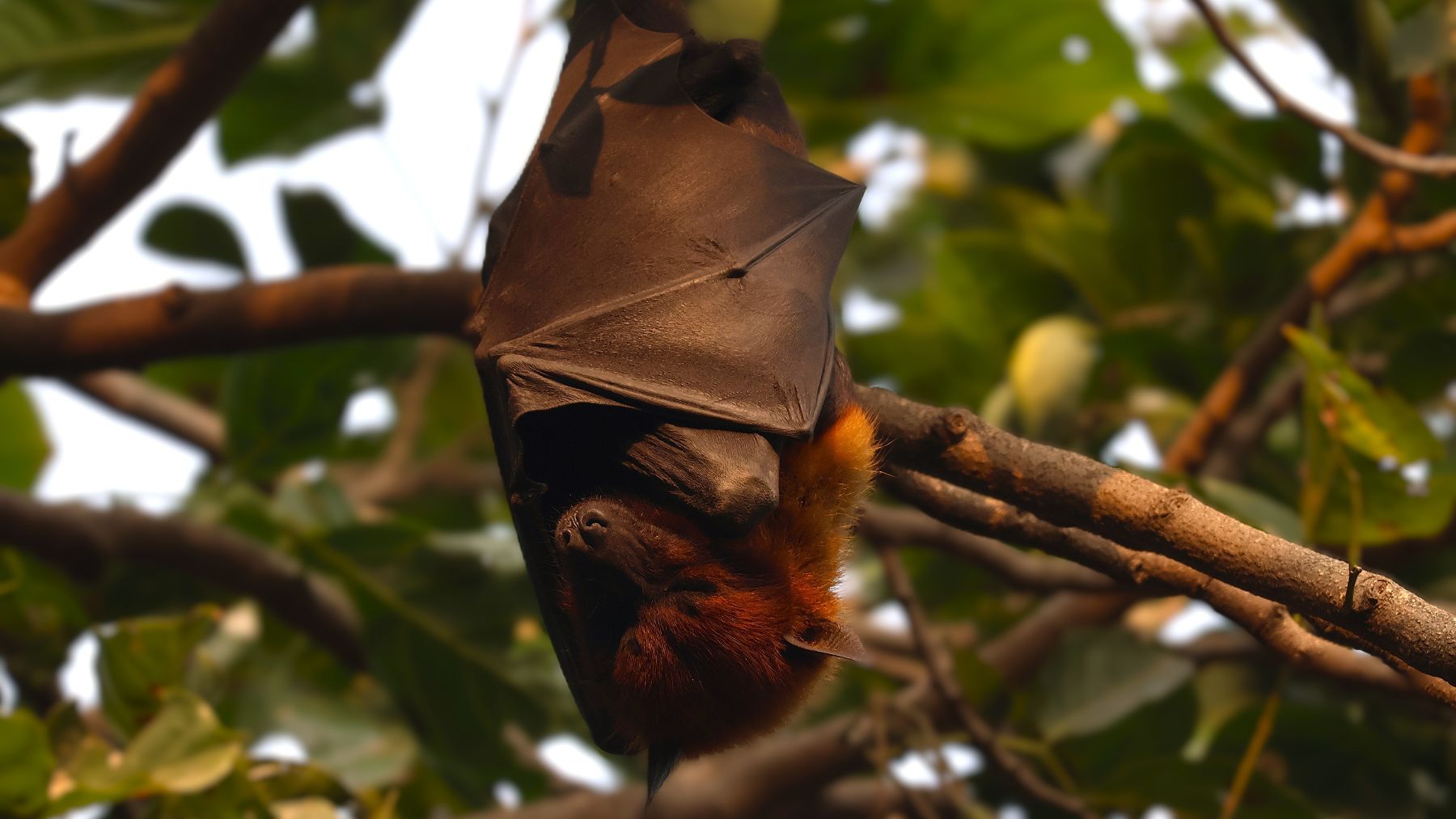 Murciélago colgado de una rama, clave para estudiar la ecolocalización que ha inspirado un robot científico.