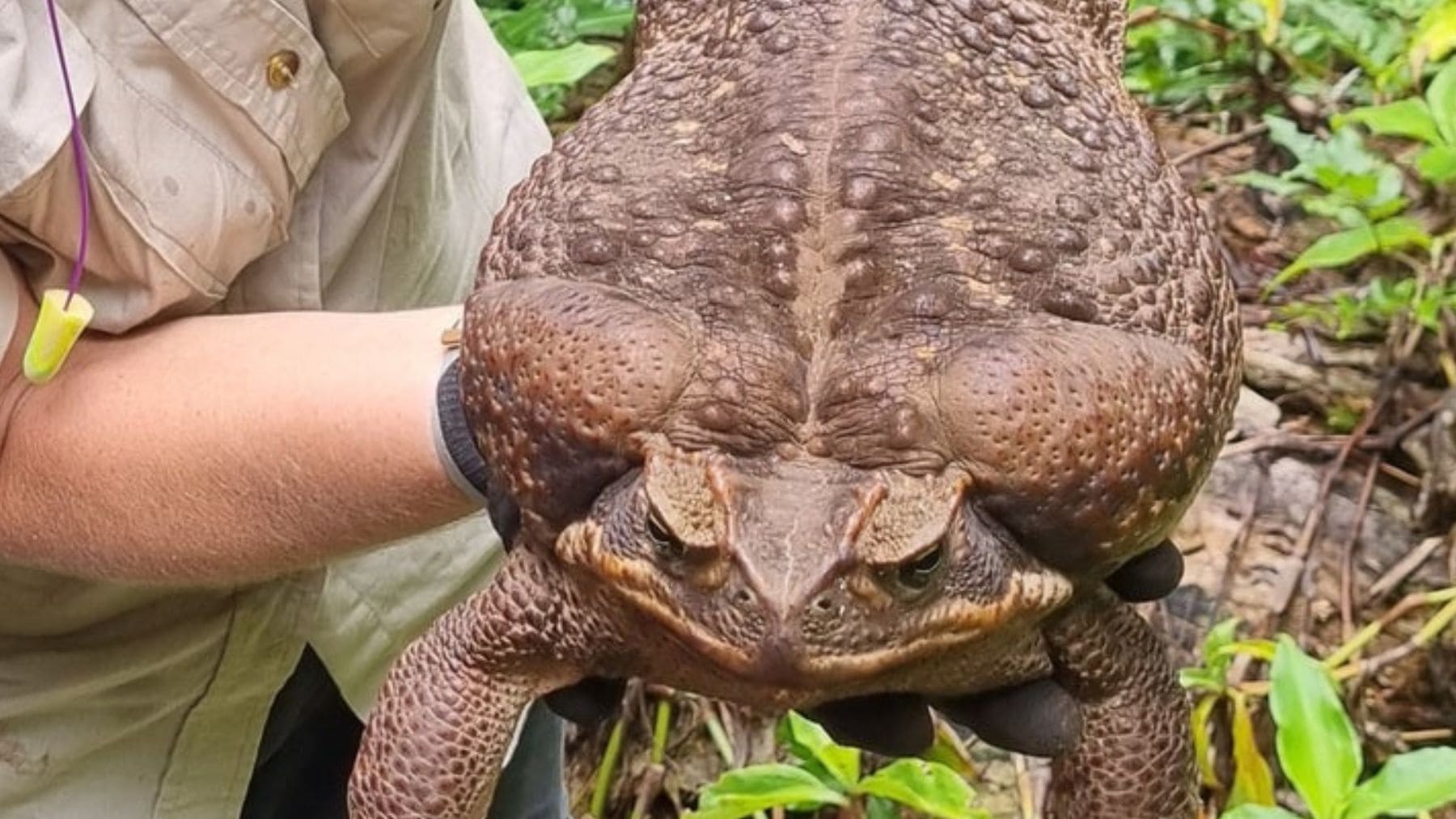 Sapo gigante venenoso de caña hallado en un parque nacional de Australia.