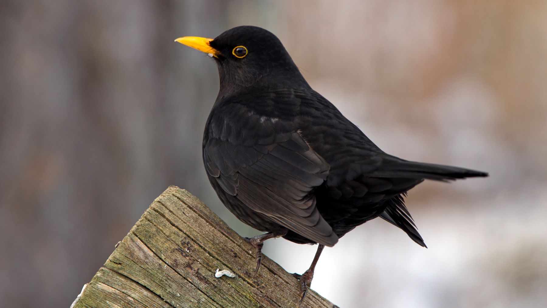 Mirlo común macho con pico amarillo posado en un jardín, ave asociada a suelo vivo y equilibrio ecológico.