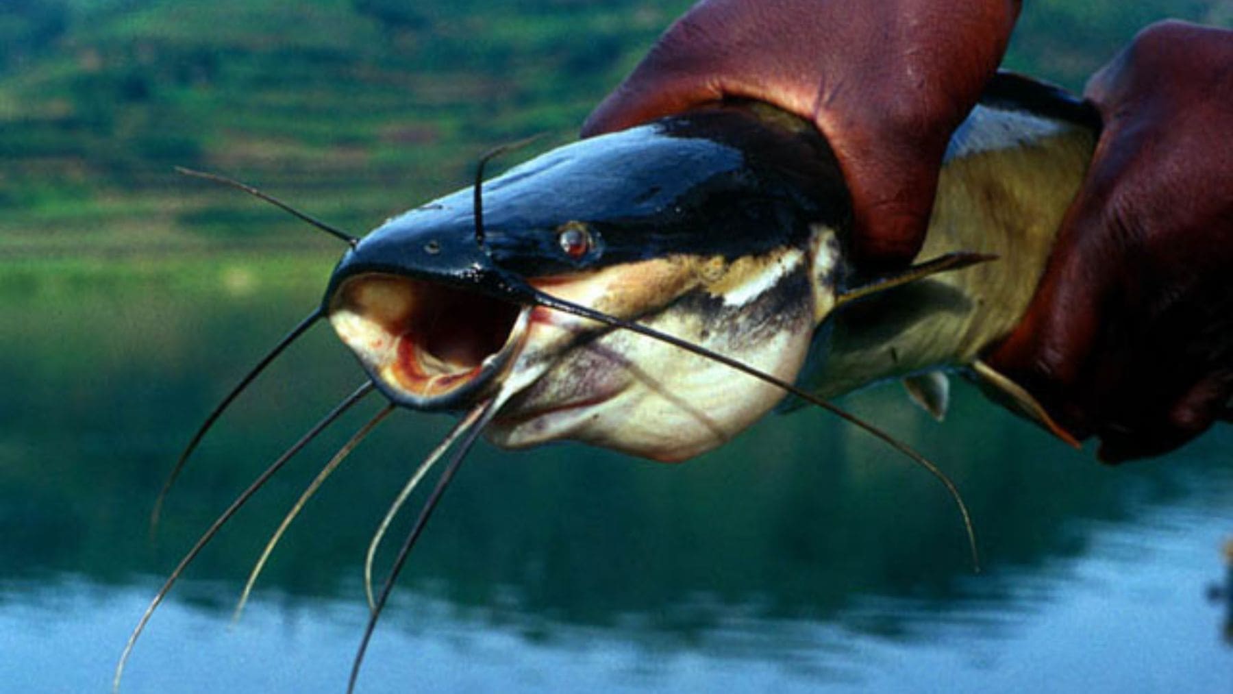 Siluro africano fuera del agua, especie capaz de respirar aire y desplazarse por tierra en condiciones húmedas