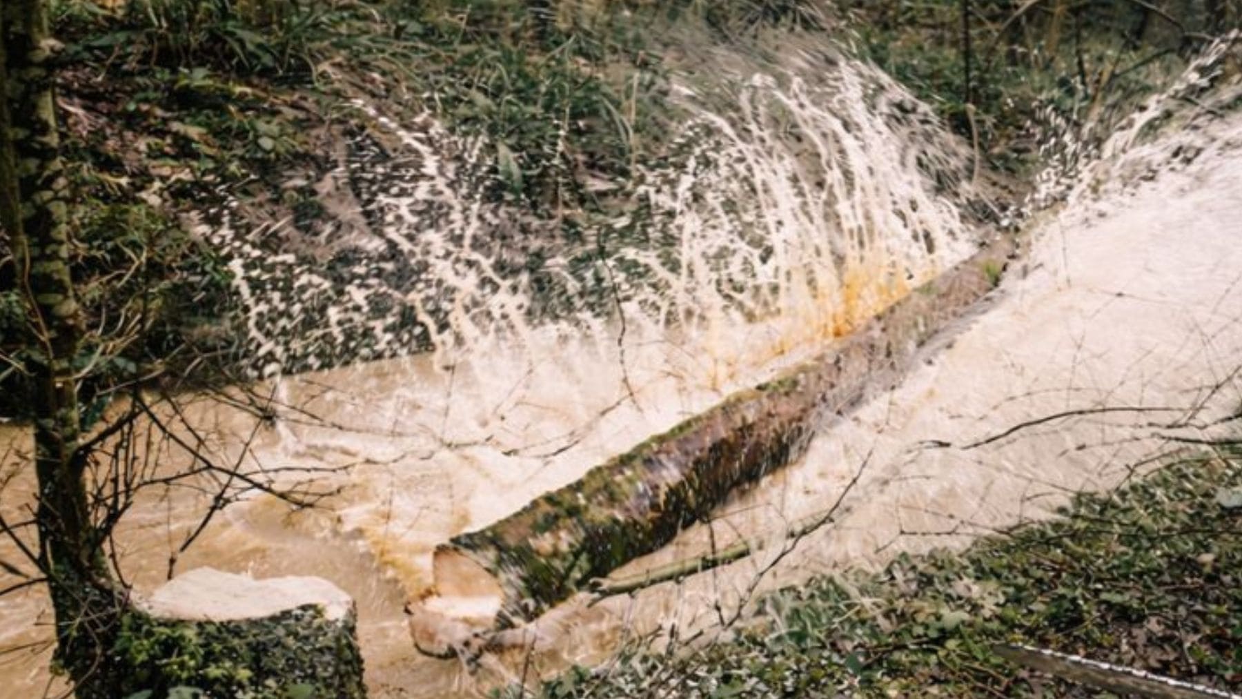 Trabajadores talan árboles sanos en la ribera del río Chew como parte de un proyecto de restauración fluvial en Reino Unido.
