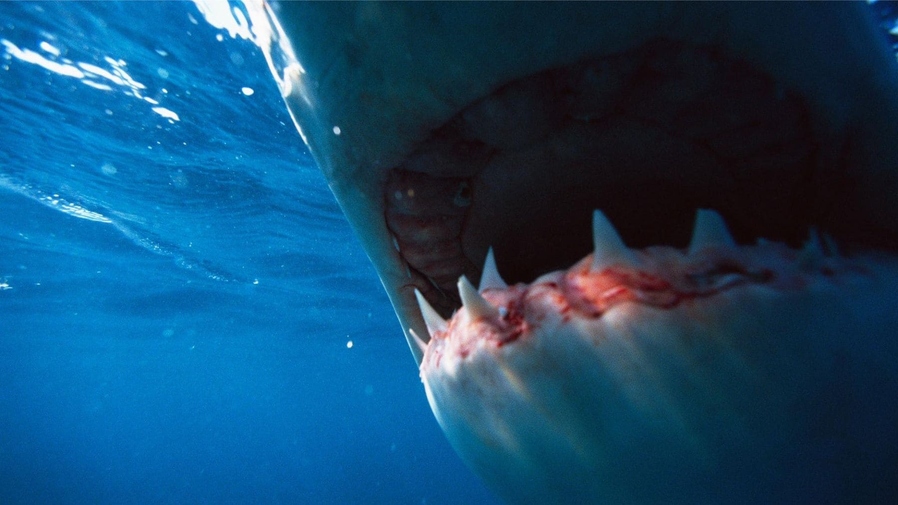 Primer plano de la boca de un tiburón blanco mostrando sus dientes afilados y aserrados bajo el agua.