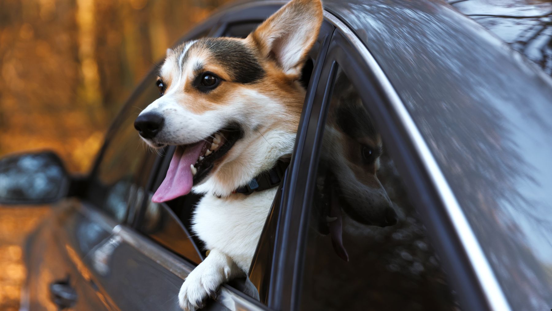 Perro asomado por la ventanilla de un coche durante un viaje con mascotas dentro de la Unión Europea.