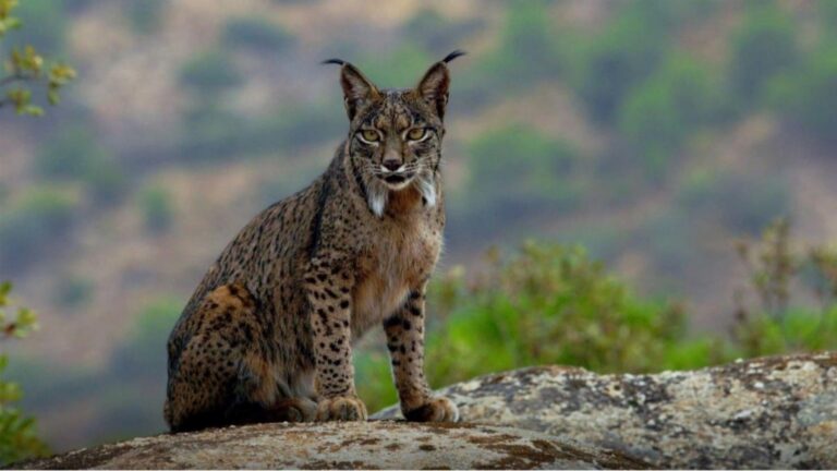Liberan dos linces ibéricos en Lorca para consolidar territorio lince dentro del programa de recuperación en Murcia