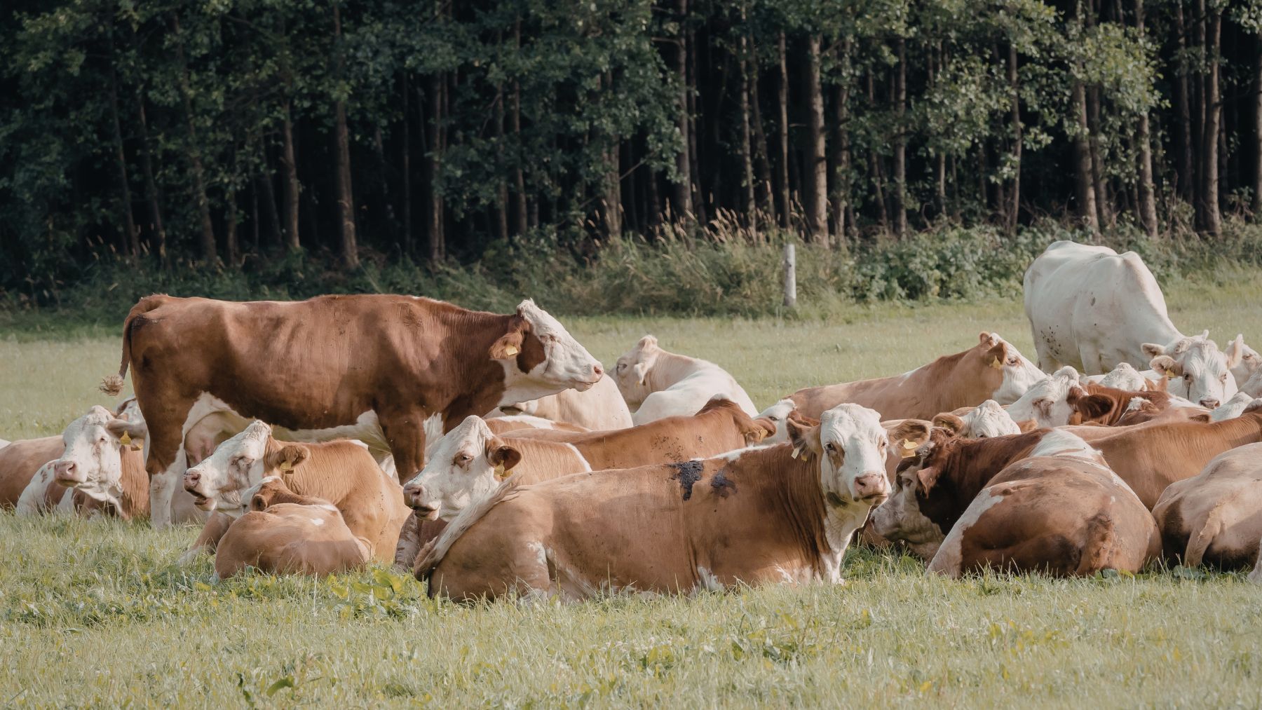 Vacas en una granja europea, especie protagonista de un estudio que demuestra el uso de herramientas y alta cognición bovina.