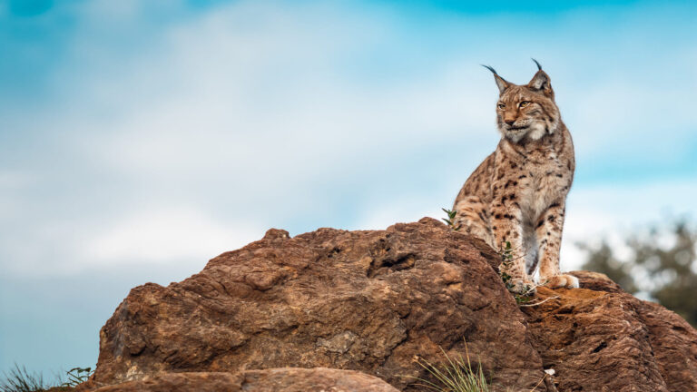Liberan al lince Walabi en Doñana para reforzar la diversidad genética con seguimiento GPS