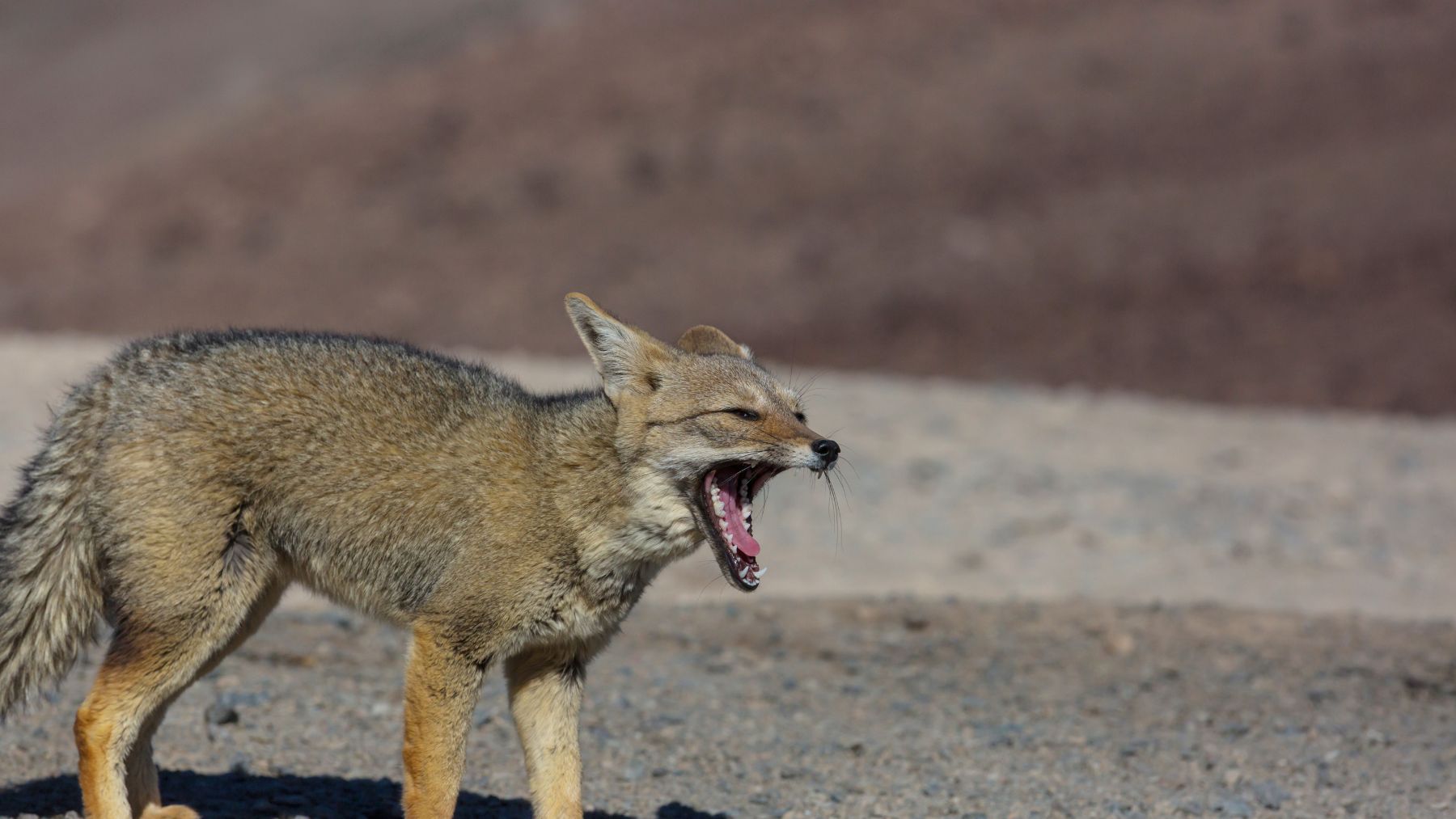 Zorro en libertad en Madrid captado en el entorno del Sendero Vivo.