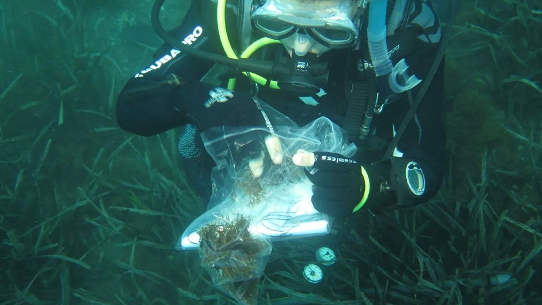 Alga asiática invade costas españolas clonándose sin control en ecosistema marino