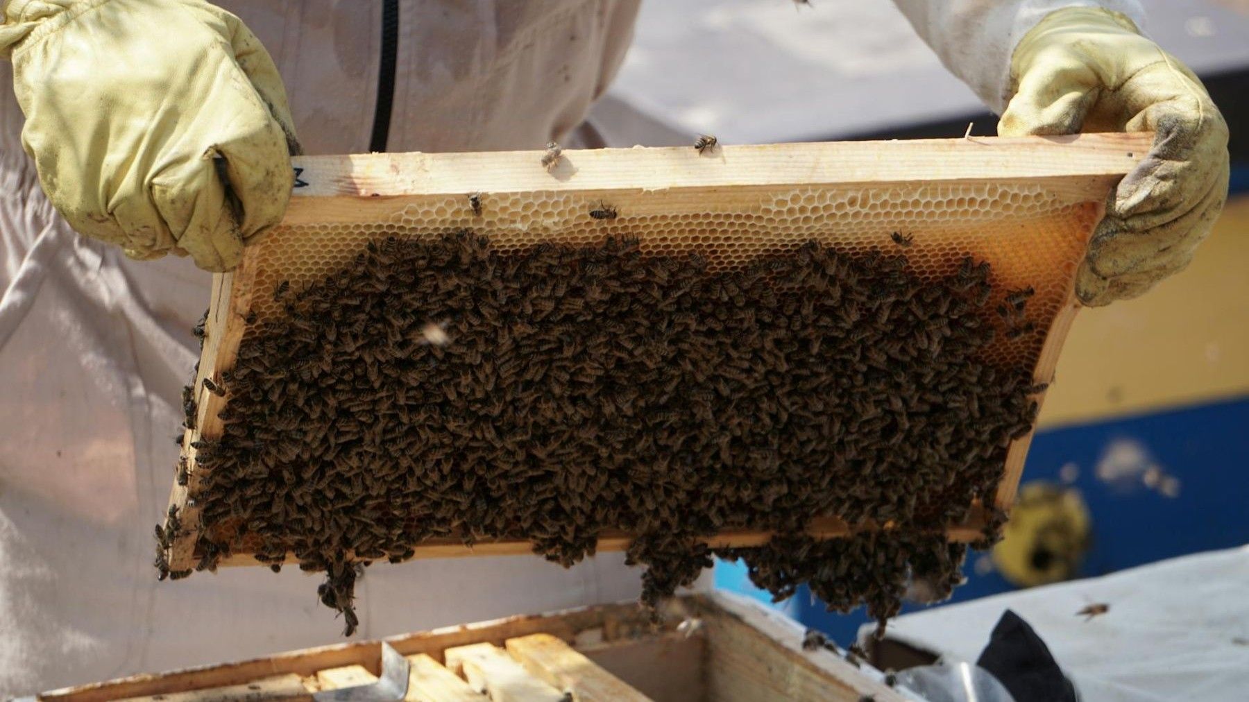 Las Hurdes tendrá centro apícola para criar abejas reina