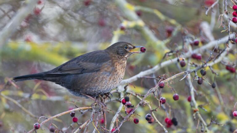 Las aves frugívoras son clave para la regeneración de los bosques y su pérdida amenaza la biodiversidad y los ecosistemas
