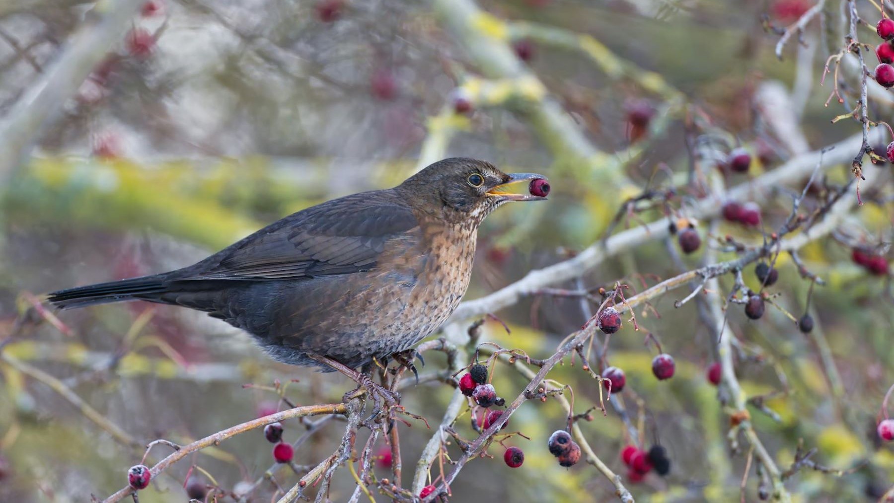 Las aves frugívoras son clave para la regeneración de los bosques y su pérdida amenaza la biodiversidad y los ecosistemas