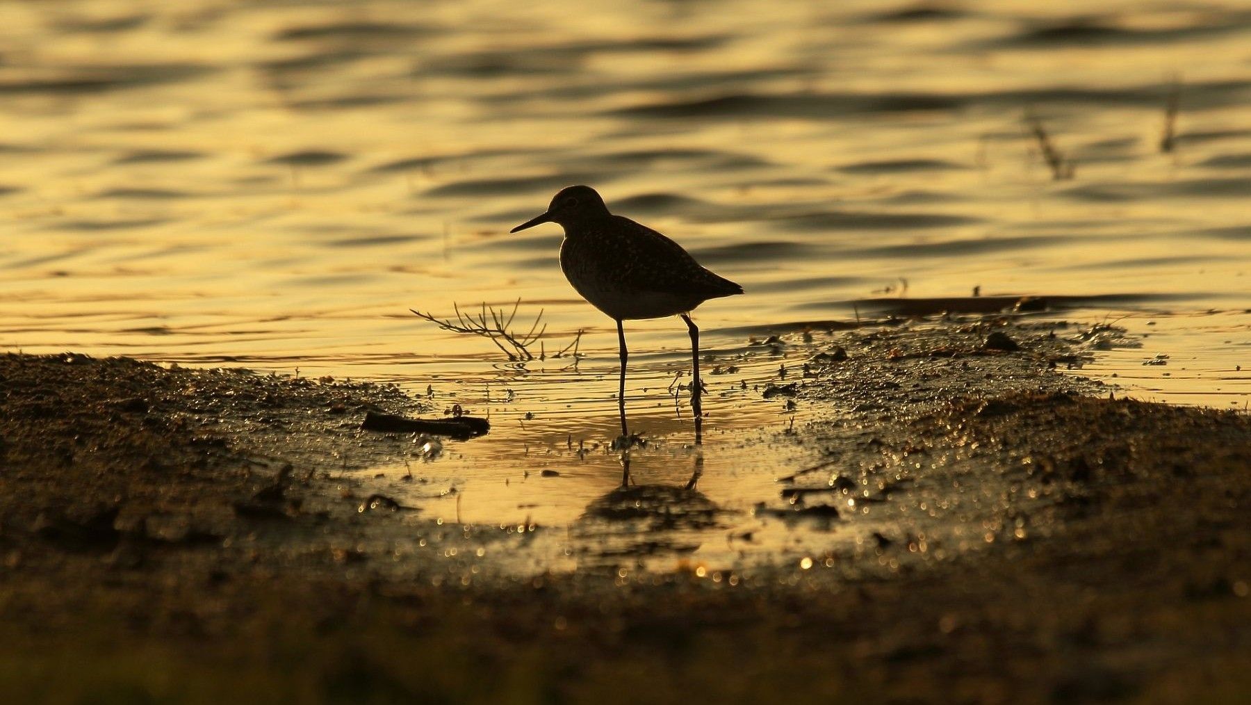 Doñana revive con lluvias y aves pero alerta por su fragilidad climática