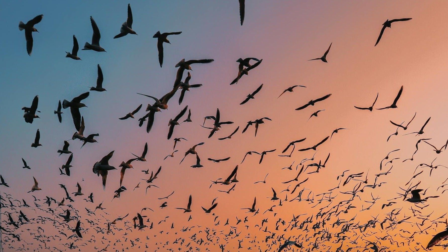 Aves migratorias amenazadas durante su ruta global en contexto de crisis debatida en COP15