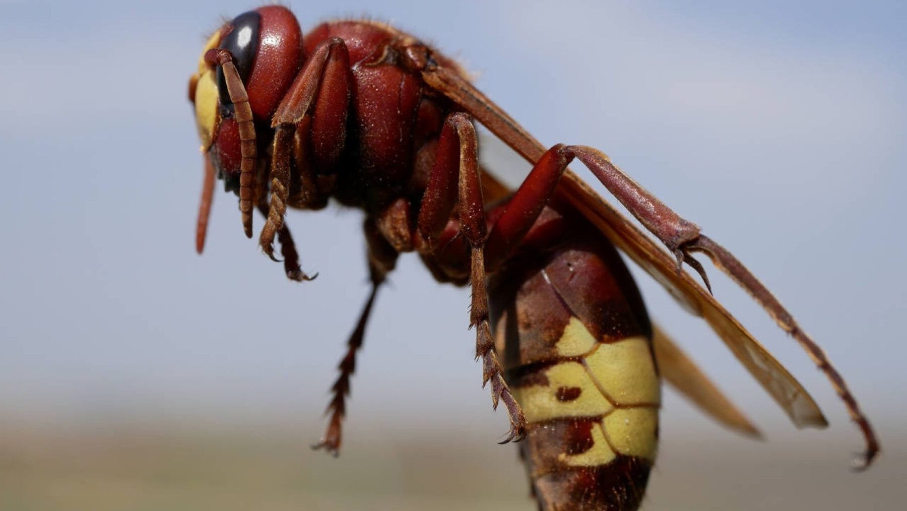 Avispón oriental sale de hibernación en Córdoba