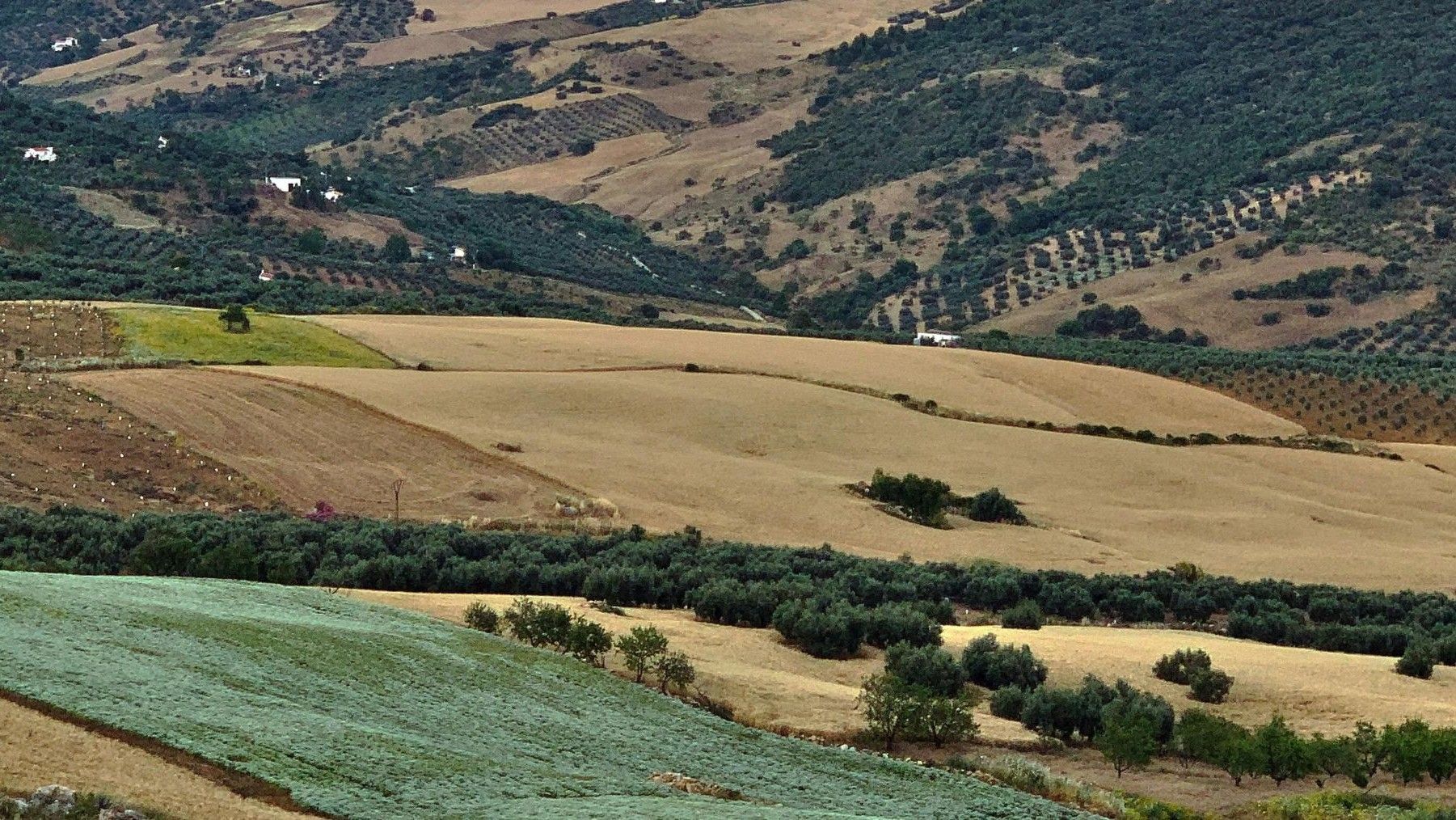 Medir biodiversidad en agricultura ya es posible con métricas verificables en Europa