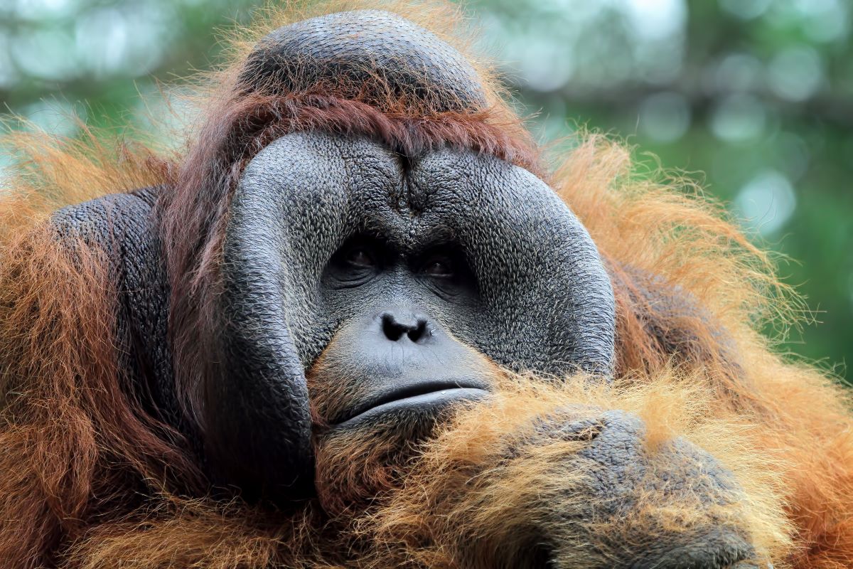 Muere Biruté Galdikas a los 79 años, la mayor experta en orangutanes y última trimata