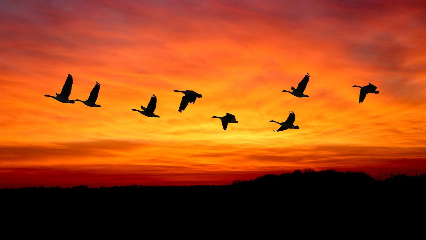 COP16 para aves migratorias se celebrará en Bonn en 2029