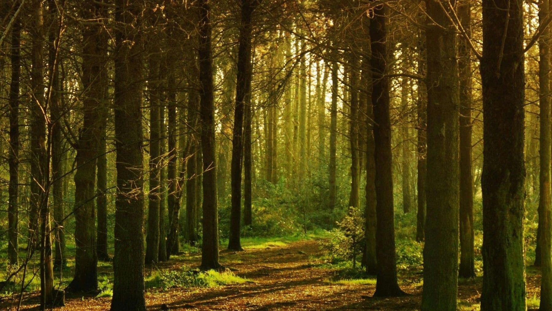 Día Internacional de los Bosques 2026 y economía forestal