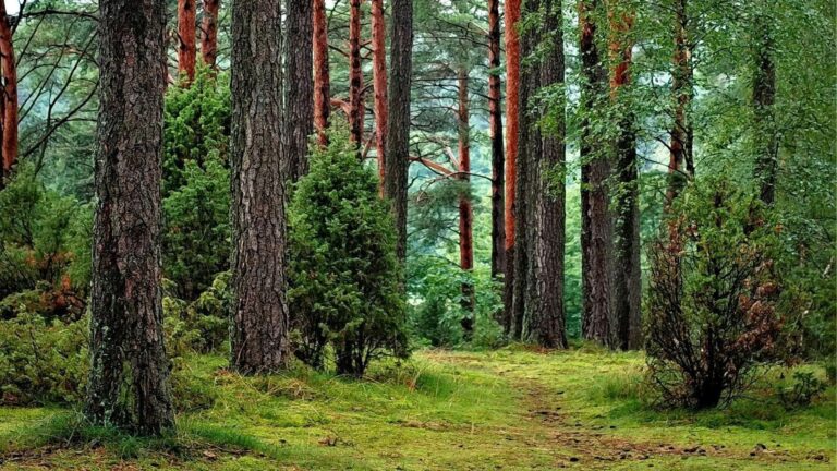 Día Mundial del Árbol 2026 y conservación de los bosques