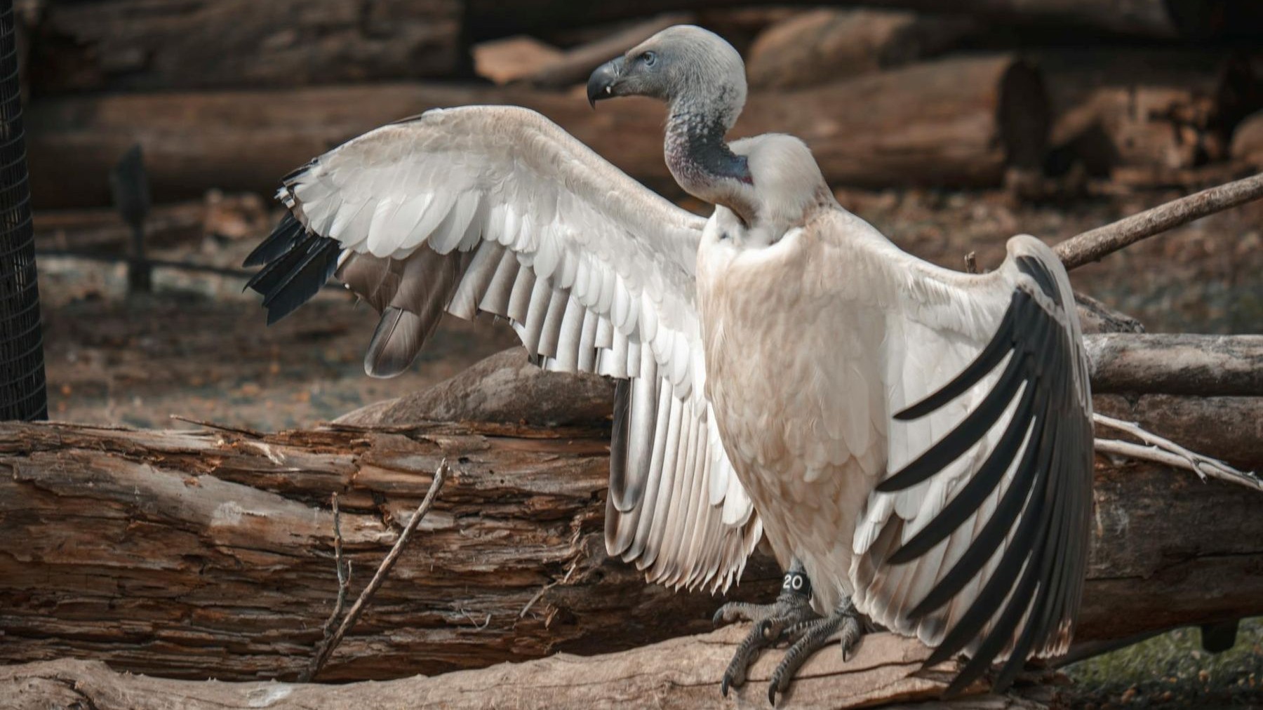 La degradación del bosque altera comunidades de animales carroñeros