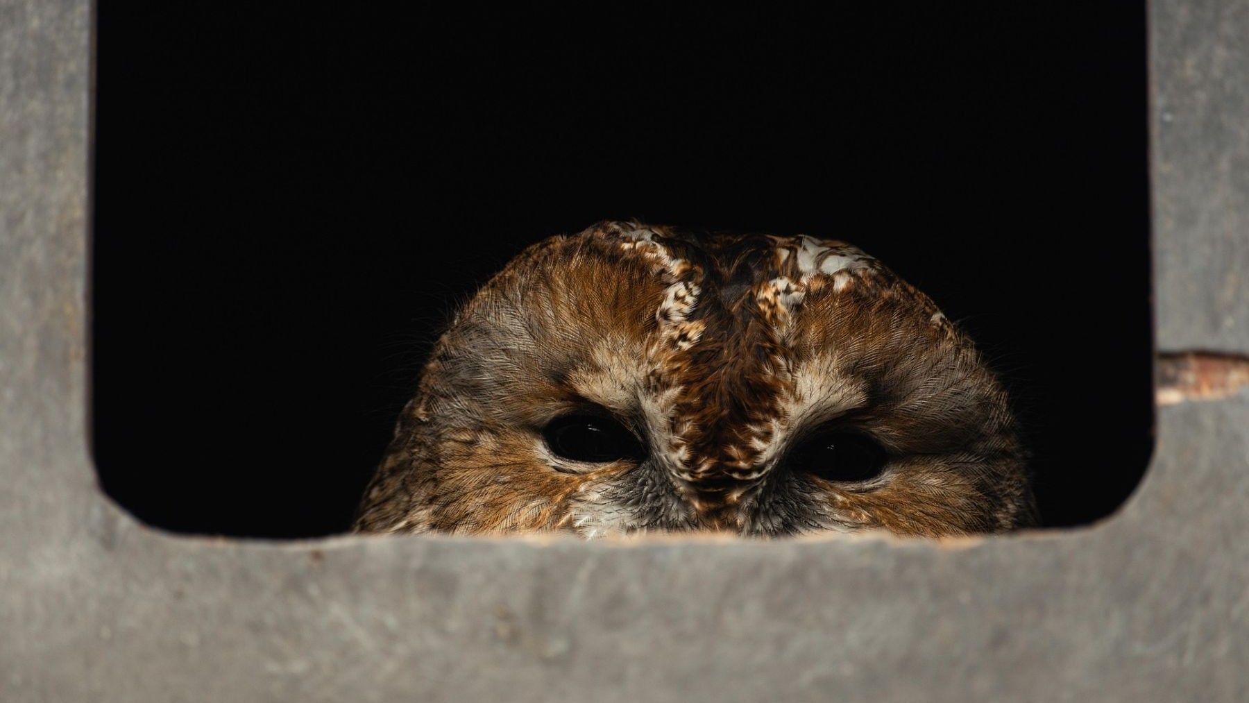 Cámaras en directo de aves de SEO BirdLife muestran un cárabo
