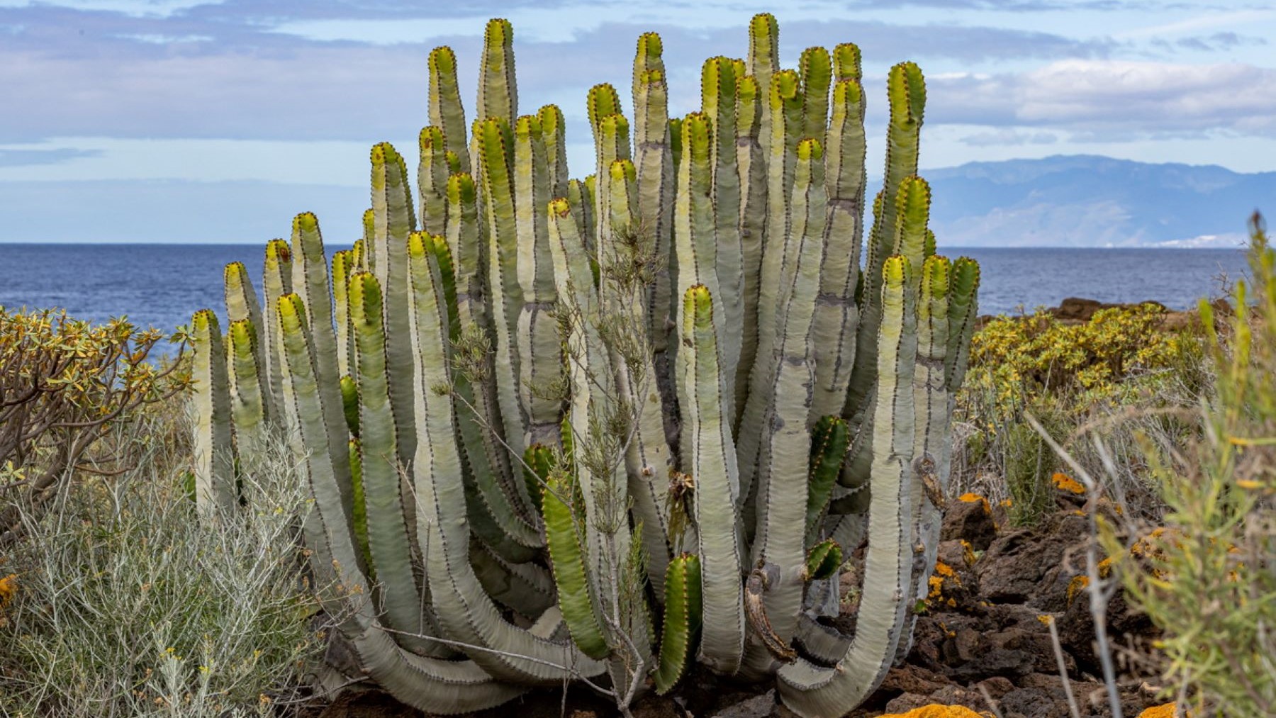 Descubren cardonal fósil de 312.000 años en Tenerife