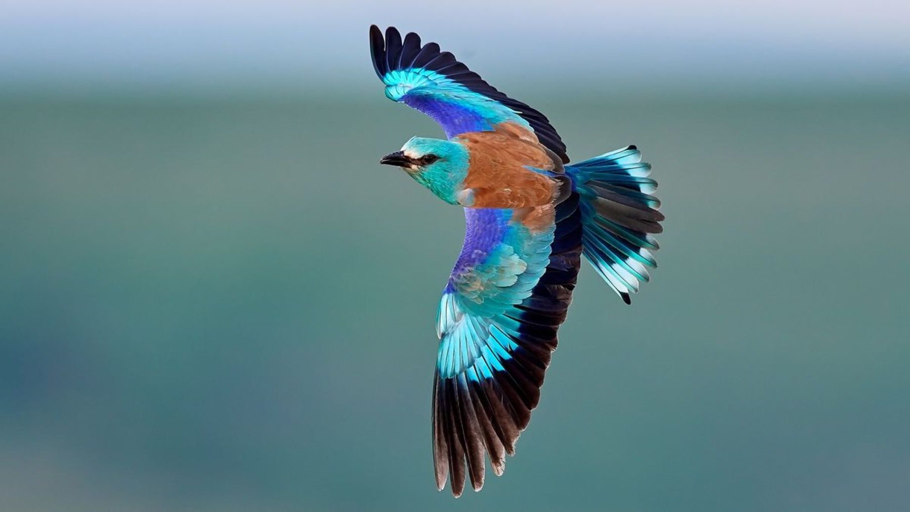 Carraca europea afectada por lluvias torrenciales durante su reproducción en Tabernas