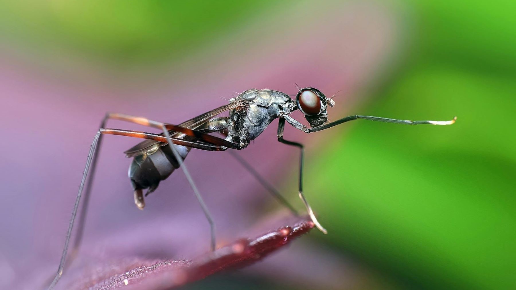 El árbol de la vida en aumento constante