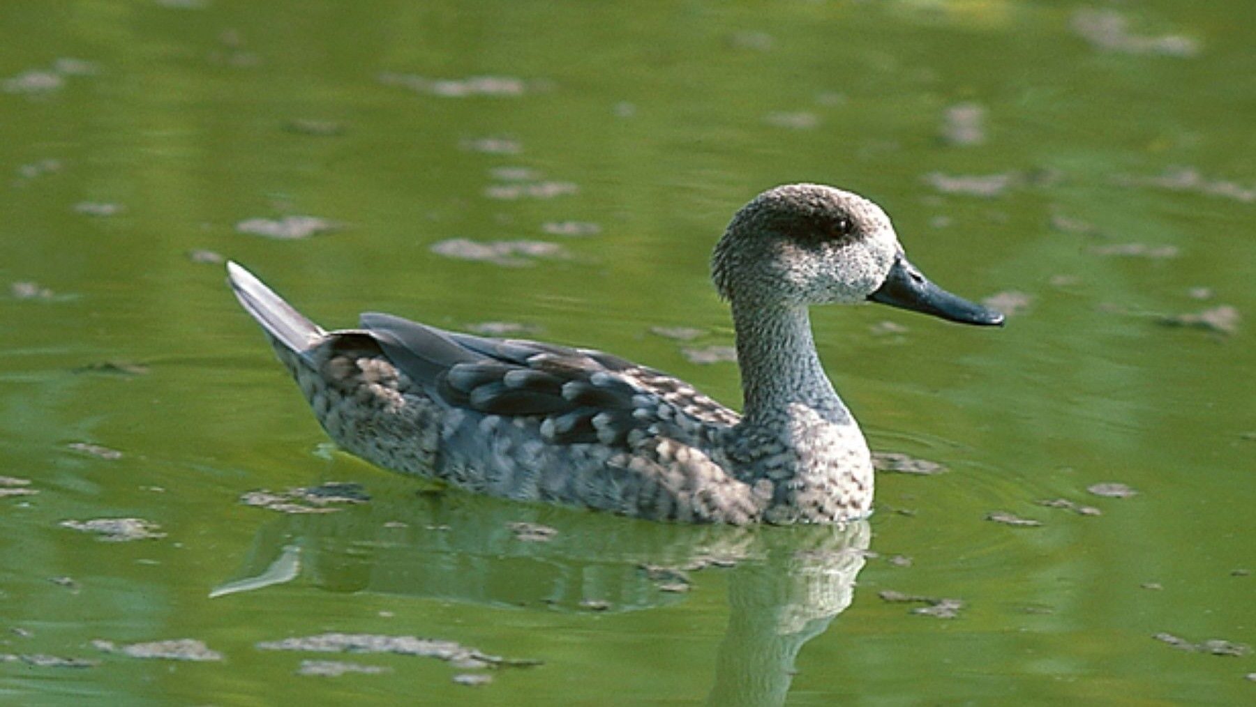 Liberan cercetas pardillas en el Clot de Galvany