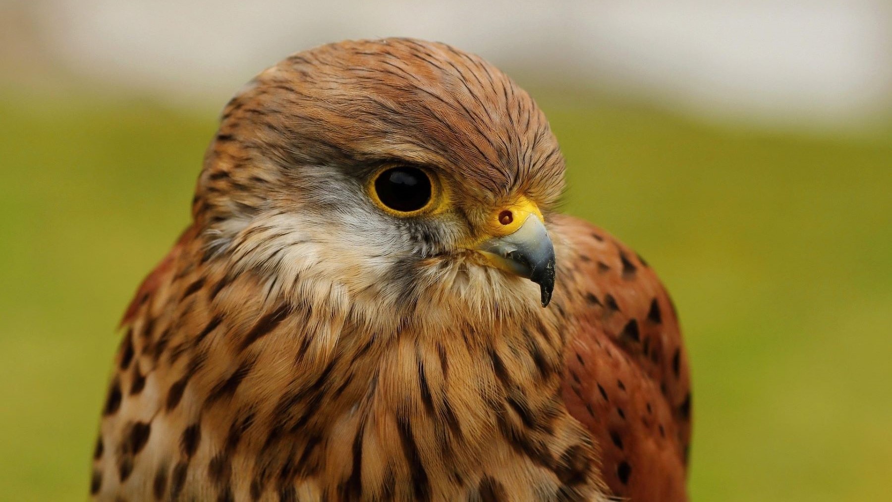 Cernícalos primilla regresan a Daimiel tras migrar a África