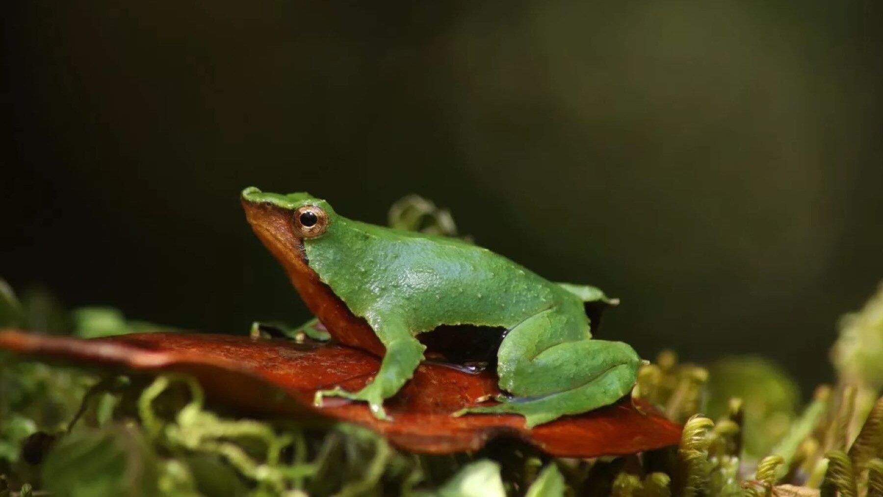 Chile restituye protección de la ranita de Darwin tras retirada en especie chilena