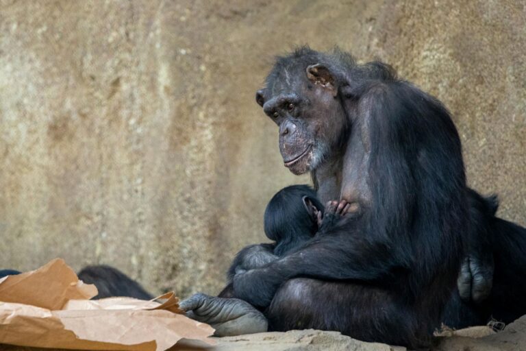La fascinación por los cristales podría tener raíces evolutivas en humanos y chimpancés según estudio del DIPC