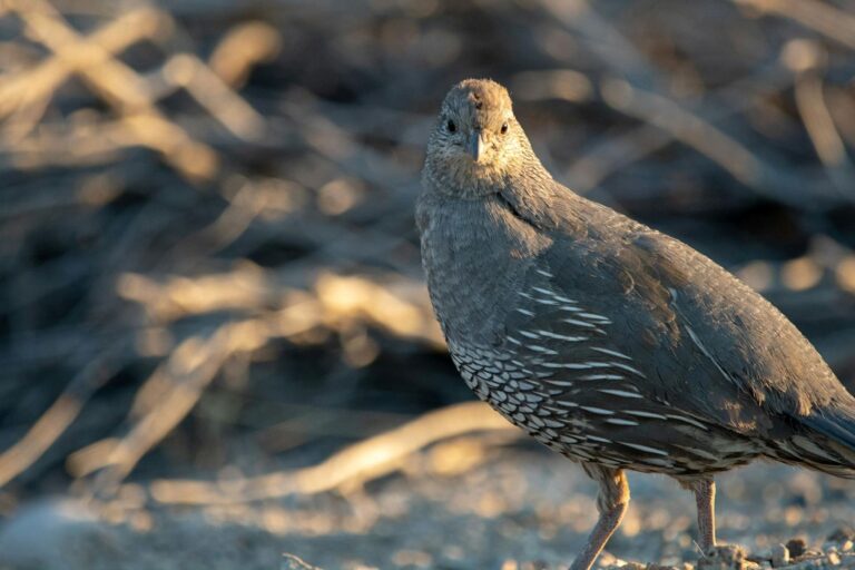 SEO BirdLife pide moratoria de la caza codorniz por declive poblacional