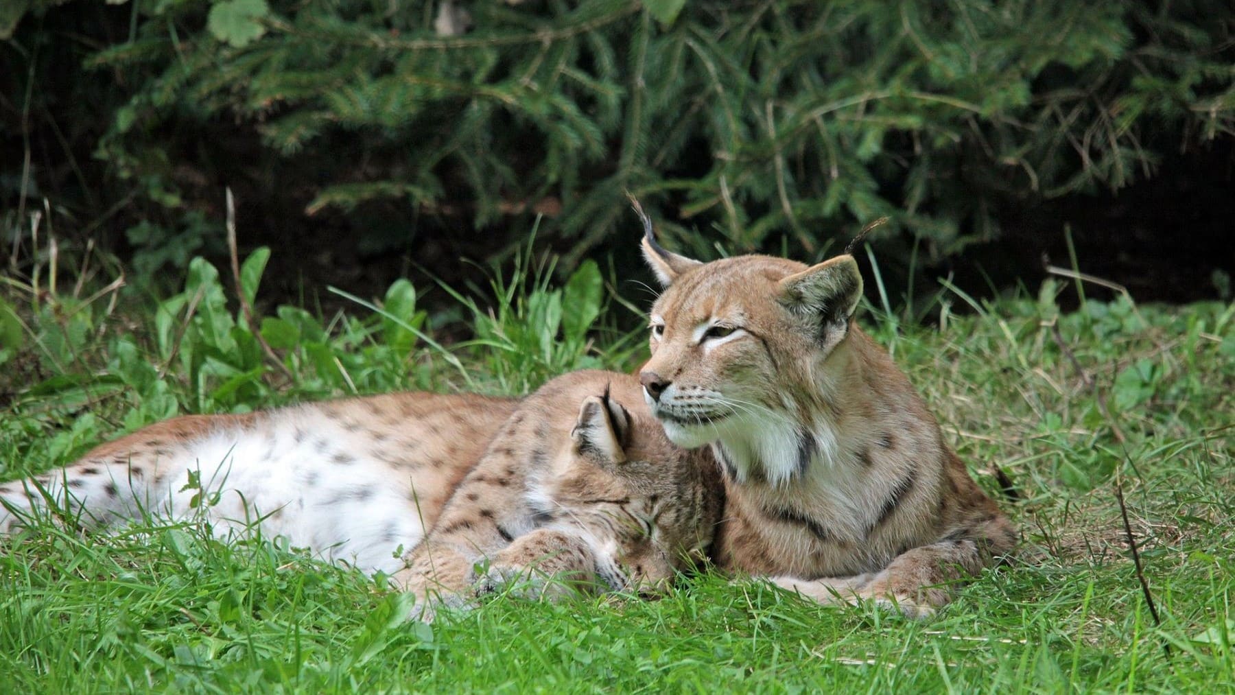Condena por matar a lince ibérico en Toledo abre debate por penas insuficientes tras disparo a hembra Nenúfar