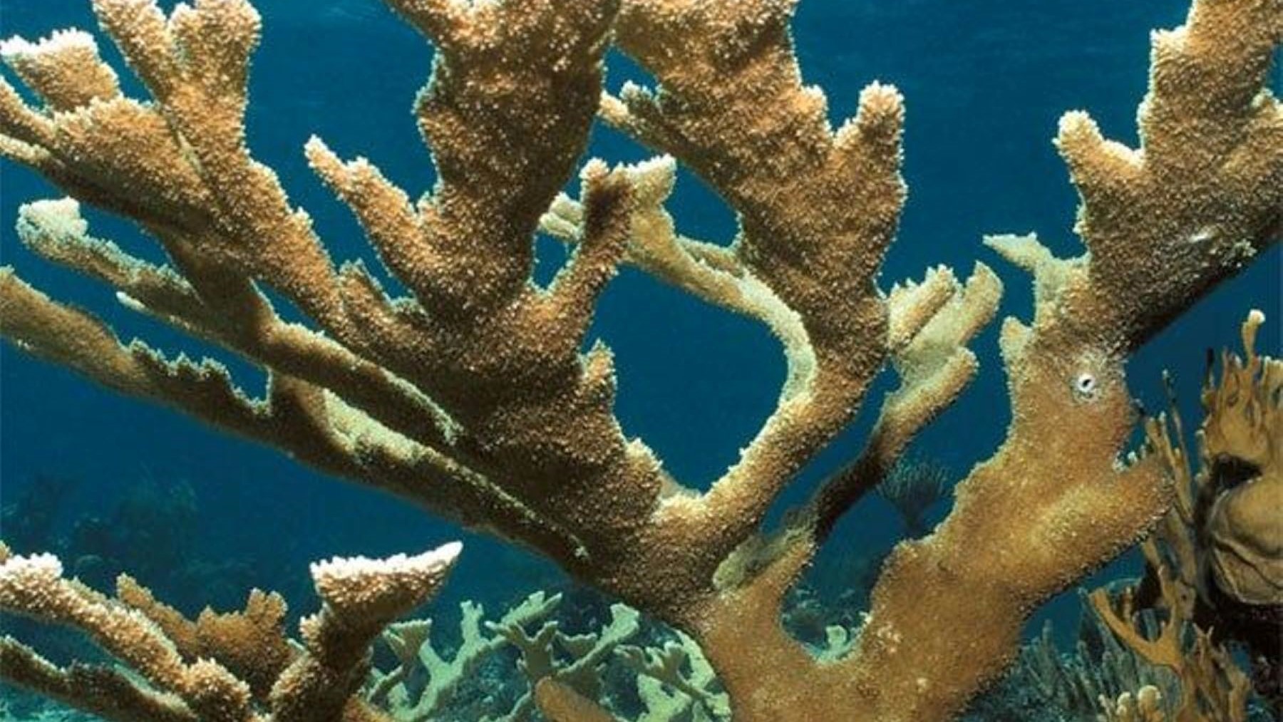 coral cuerno de alce pierde su desove sincronizado en Cozumel