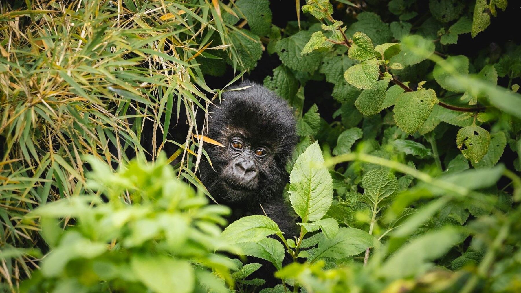Nace gorila de montaña en Virunga