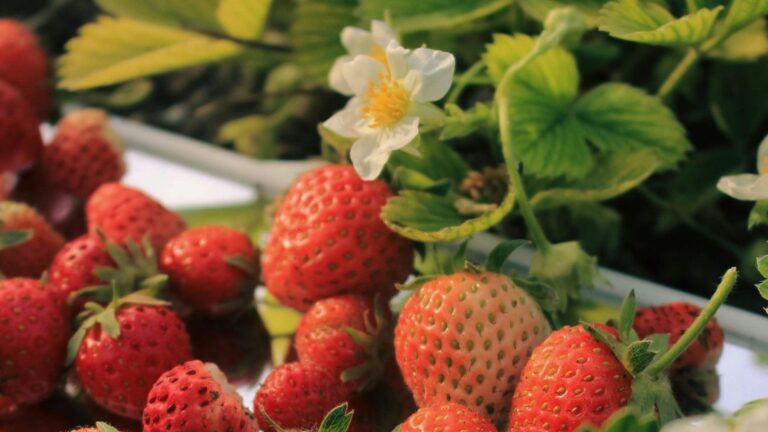 Investigan bioestimulantes de algas para mejorar fresas ante cambio climático en cultivo