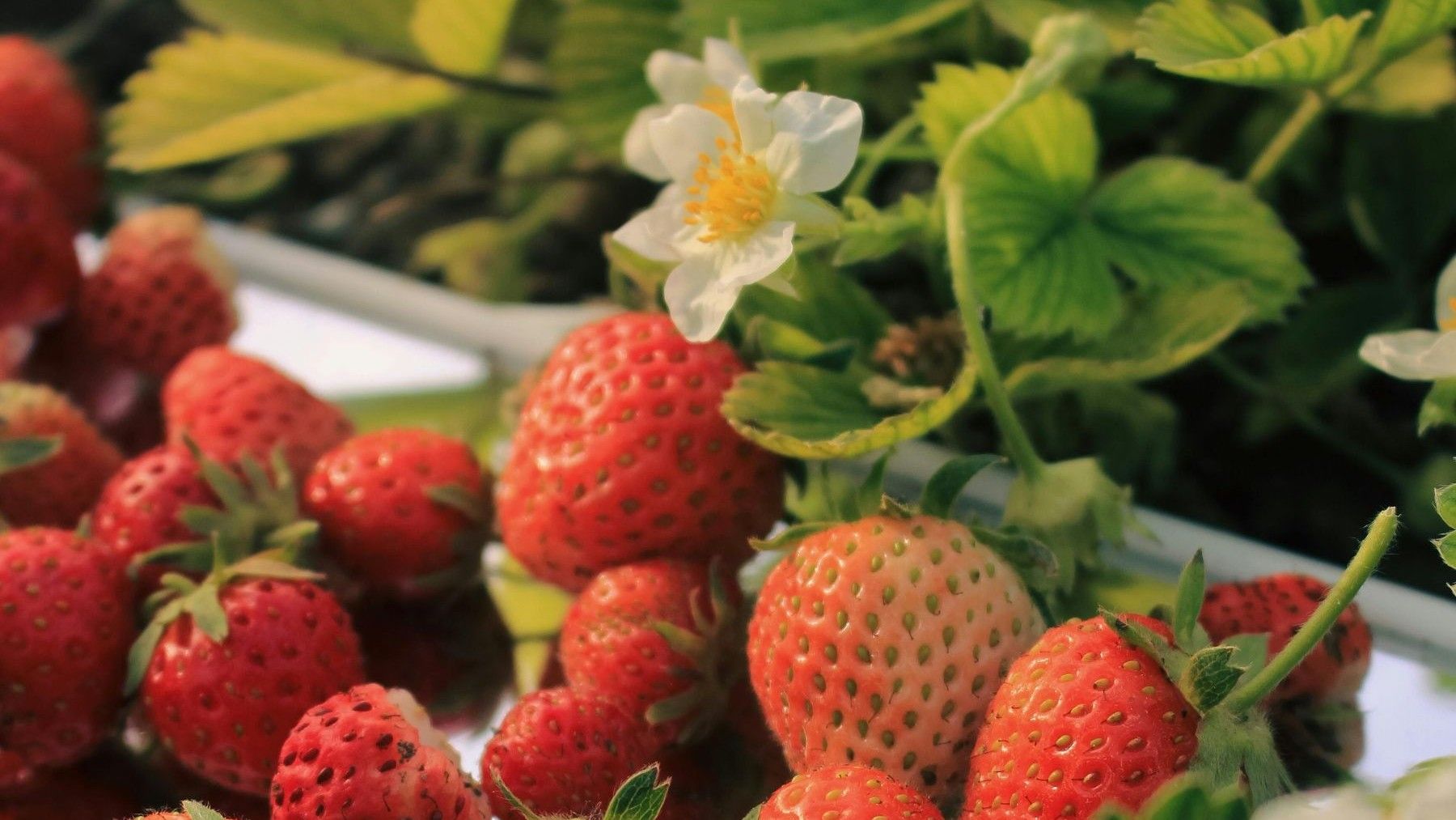 Investigan bioestimulantes de algas para mejorar fresas ante cambio climático en cultivo