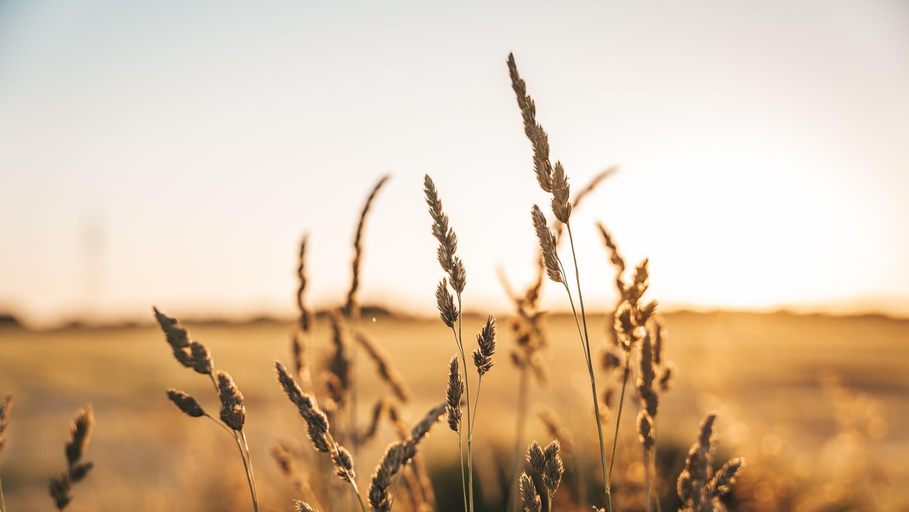 Microorganismos ayudan al trigo a resistir la sequía según investigadores españoles