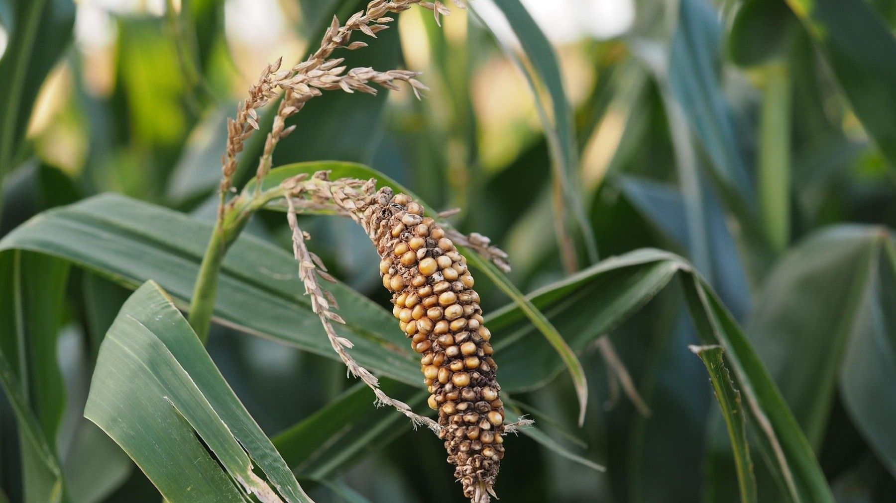 Cultivos afectados por sequía que reflejan cómo el cambio climático pone en riesgo la lucha contra el hambre en Latinoamérica