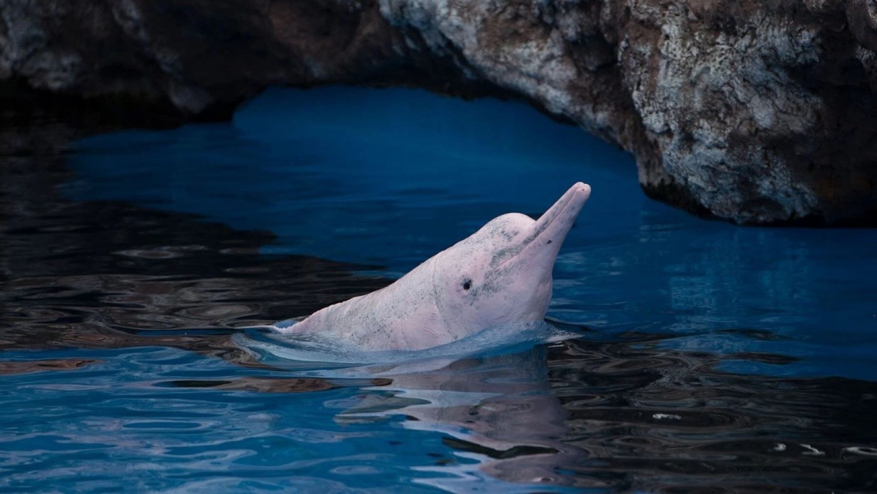 Contaminación electrónica en delfines y marsopas