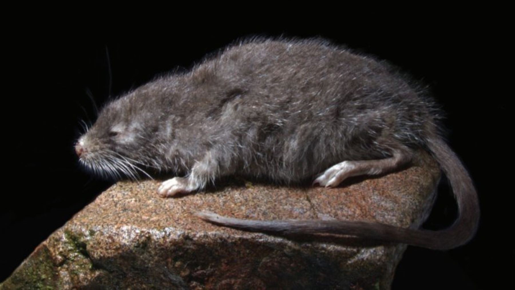 Ejemplar del Incanomys parviauris tras que descubren nueva especie de roedor semiacuático en Perú