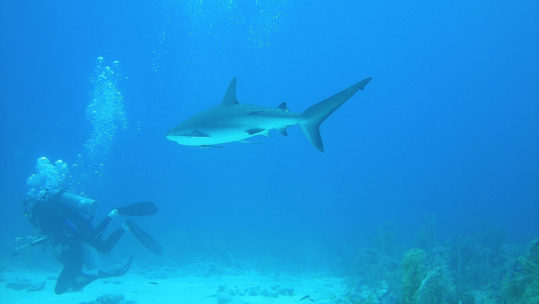 Detectan cocaína y fármacos en tiburones en Bahamas en aguas contaminadas