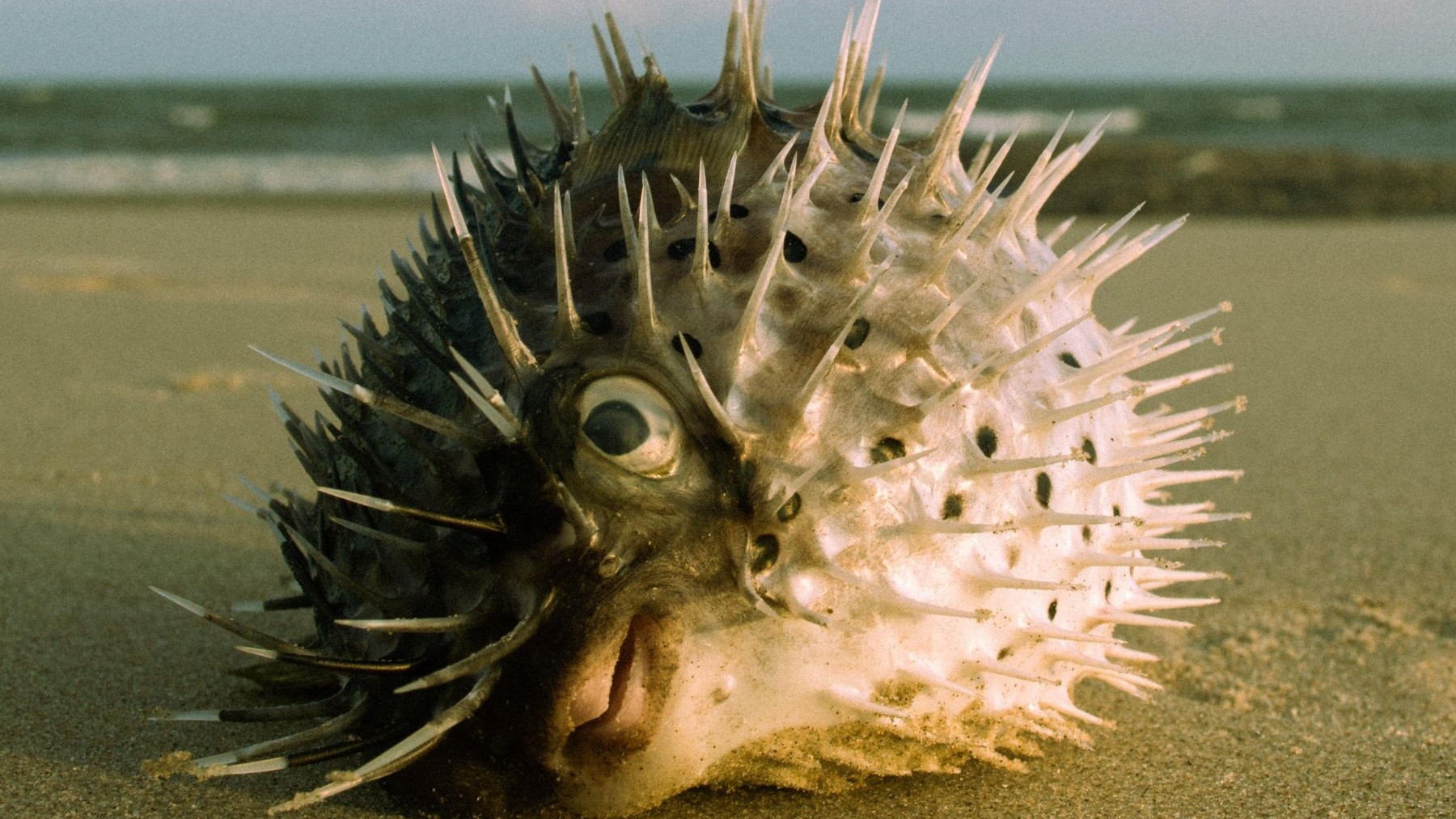 Peces globo detectados en aguas de Galicia