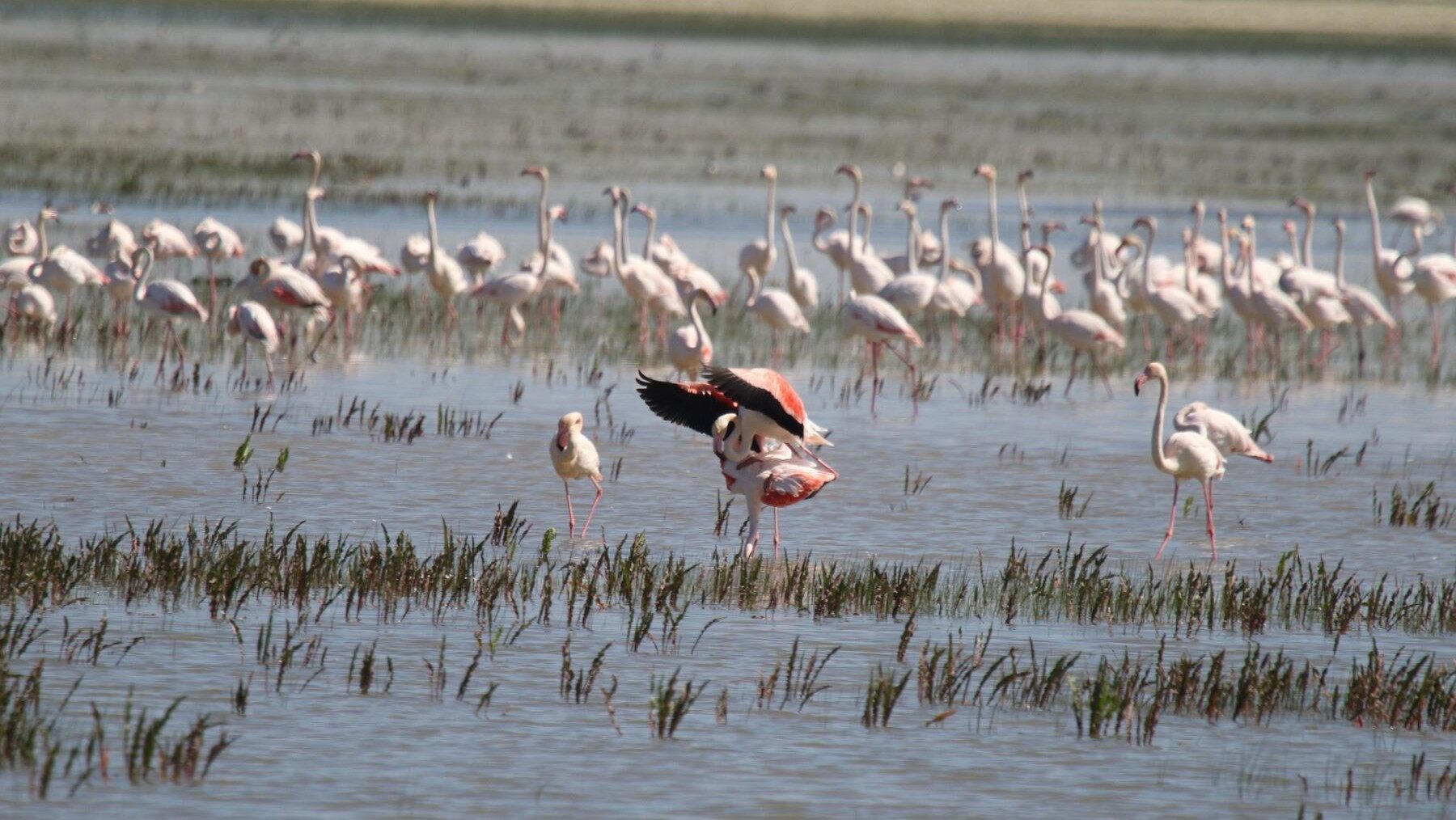 Vista aérea de Veta la Palma donde Doñana tendrá un laboratorio europeo de tecnologías para la biodiversidad