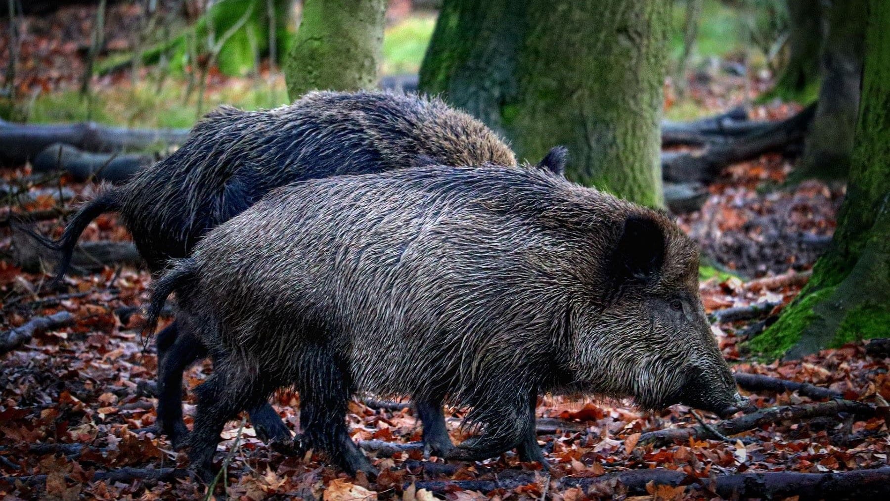 Ecologistas denuncian control de jabalíes en Collserola por desproporcionado en fauna salvaje