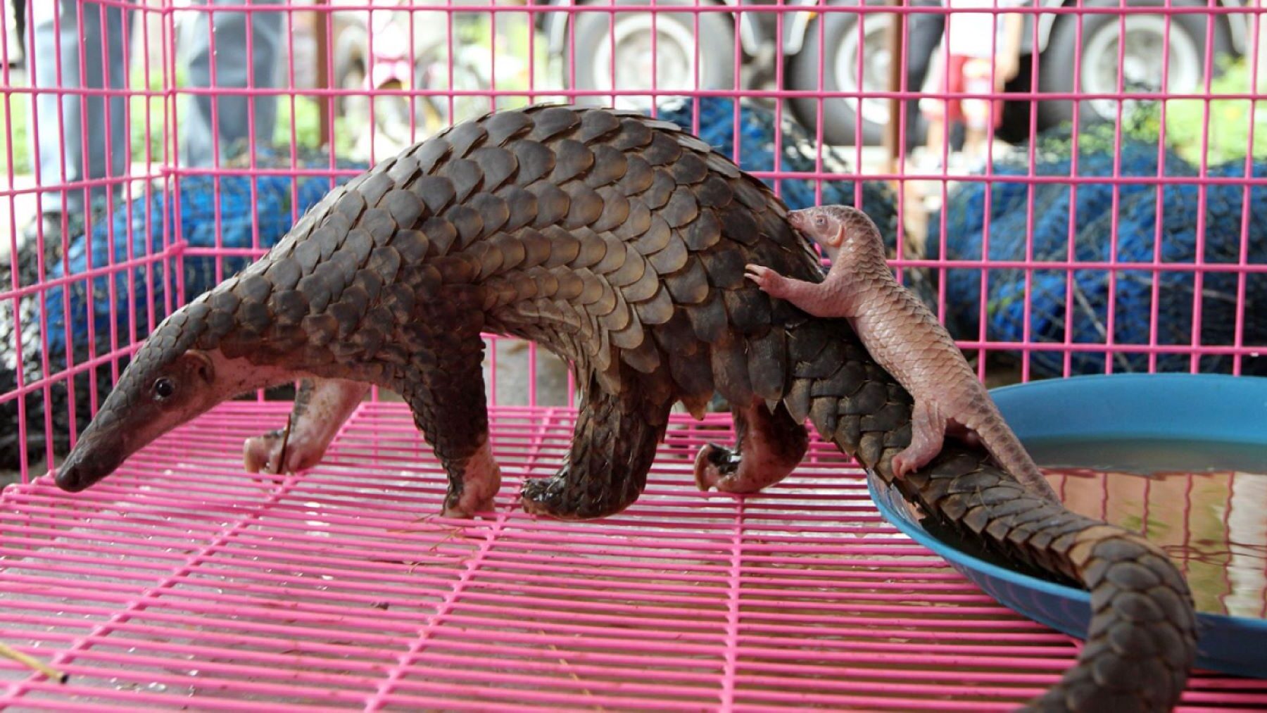 El comercio de fauna en Guinea Ecuatorial dispara el riesgo para especies amenazadas según el CSIC en mercados de fauna silvestre